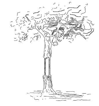 bearing tree