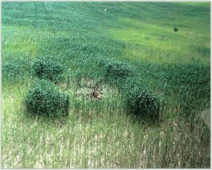 deteriorated pit and mound